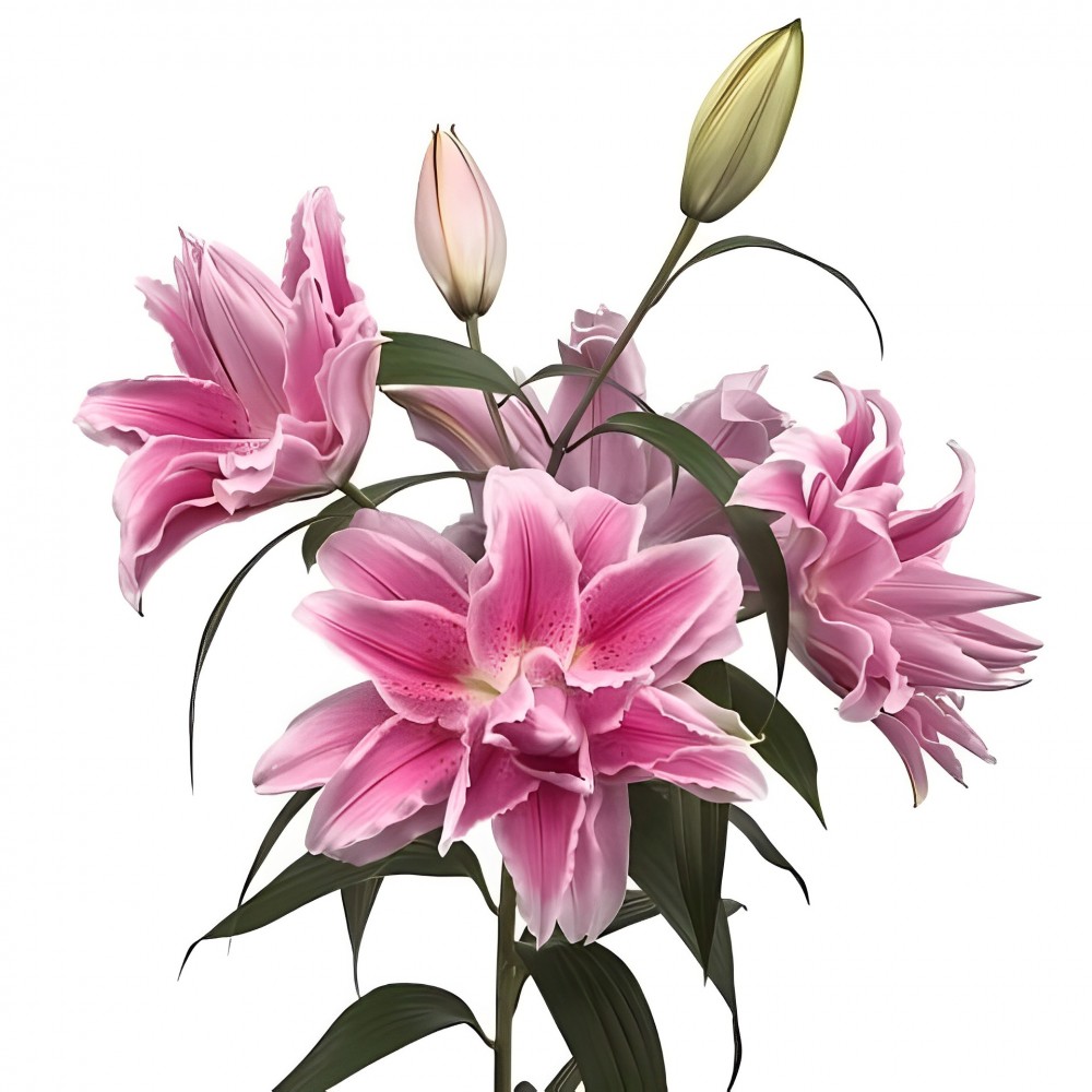 Li Or Du ROSELILY ISABELLA 4+ 90 A1 Decorum NL купить оптом на M-Flowers