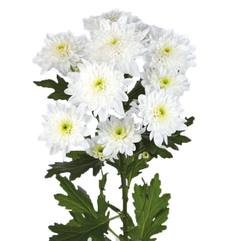 Spray Chrysanthemum Bonita white 70 A1 GOLDEN TULIP FARMS LTD Kenya buy wholesale on M-Flowers