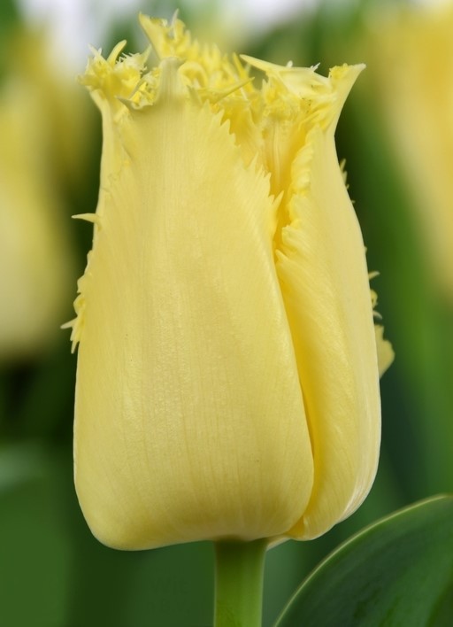 Tulip FR REBELLIOUS YELLOW 34 A1 Decorum NL buy wholesale on M-Flowers