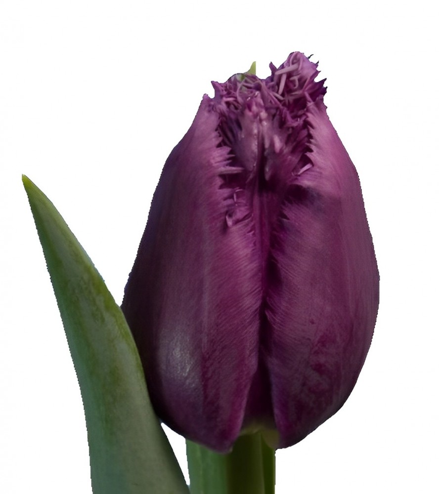 Tulip FR SAN LUIZ 46 A1 Decorum NL comprar al por mayor en M-Flowers
