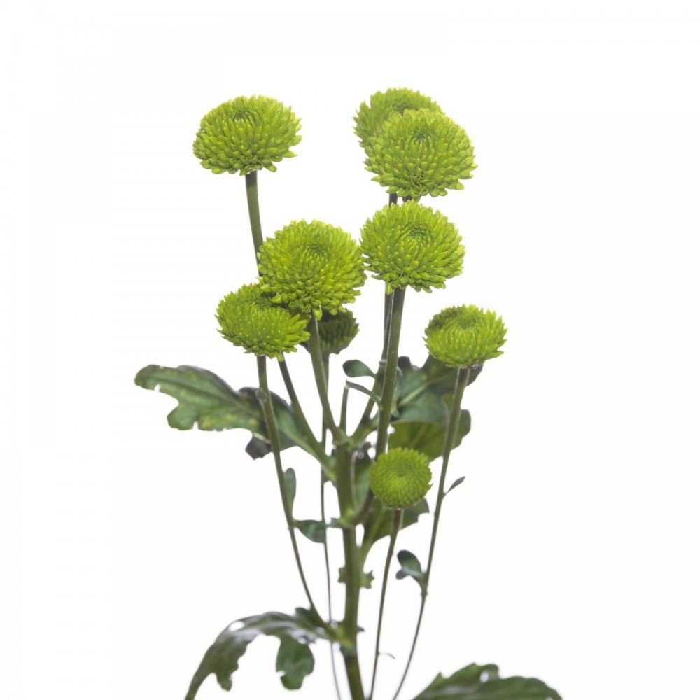 Spray Chrysanthemum Whatsapp 60 A1 SHALIMAR FLOWERS (KENYA) LTD KE buy wholesale on M-Flowers