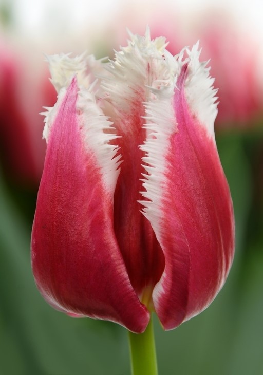 Tulip FR San Leandro 34 A1 Decorum NL buy wholesale on M-Flowers