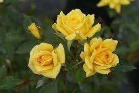 Rose Rise & Shine yellow 40 A1 Rose Rise & Shine 40 A1 MERIDIAN FLOWERS LIMITED KE купить оптом на M-Flowers