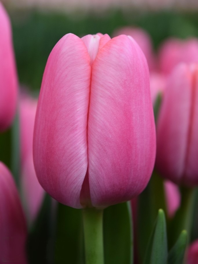 Tulip EN TRESOR 46 A1 Decorum NL купить оптом на M-Flowers