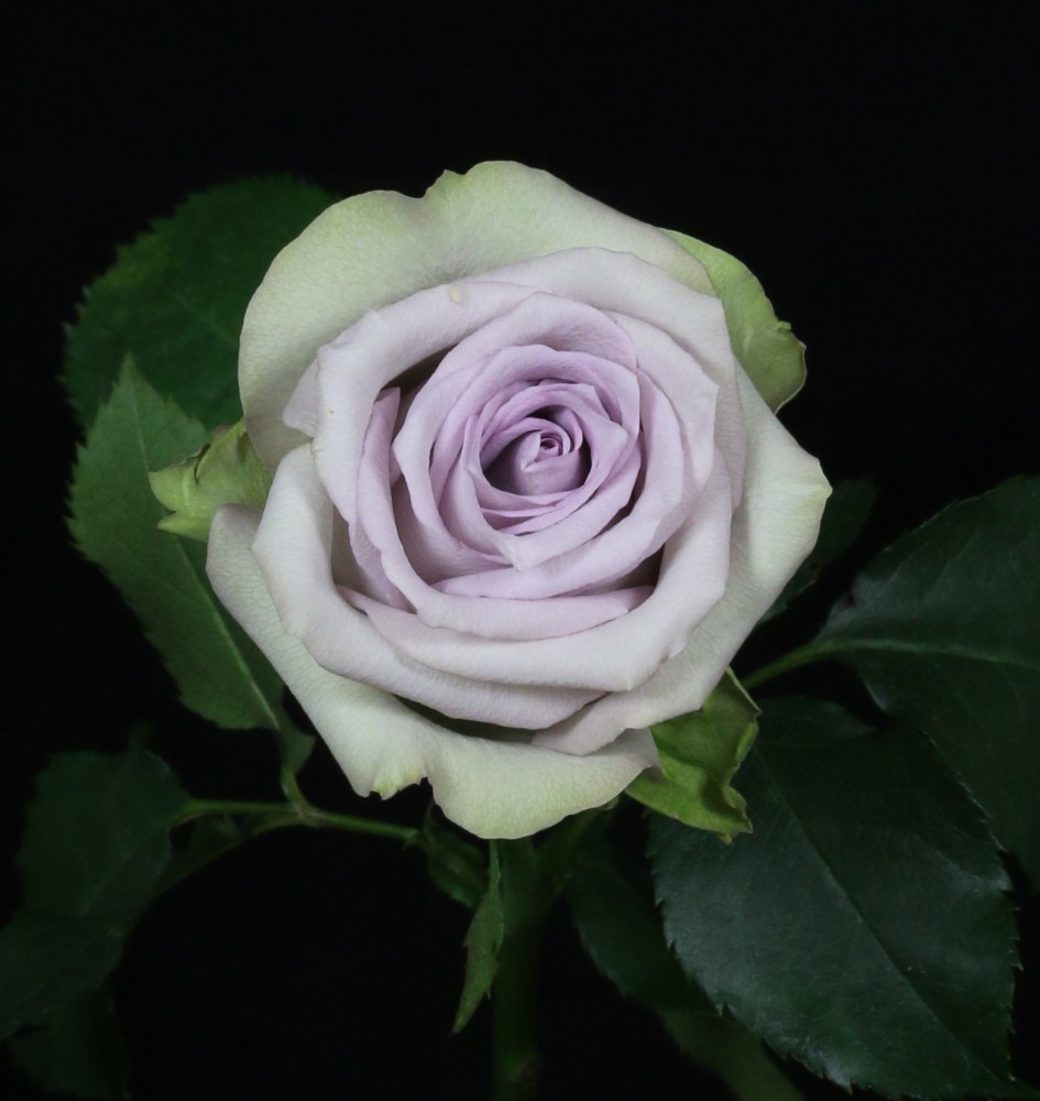 Rose Ocean Diva 40 A1 SIAN ROSES KE buy wholesale on M-Flowers