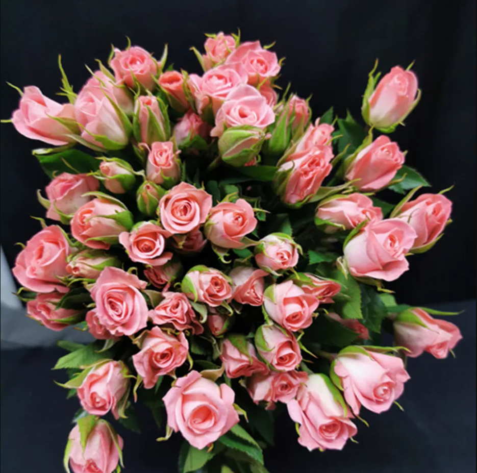 Spray roses Olympia Sensation 40 A1 SIAN ROSES KE купить оптом на M-Flowers