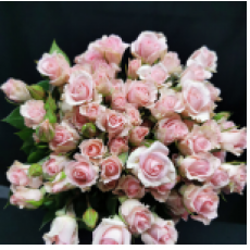 Spray roses Fleurette multicolor 50 A1 Sian Roses Kenya buy wholesale on M-Flowers