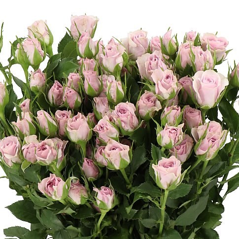 Spray roses Lavender Queen multicolor 70 A1 Sian Roses Kenya comprar al por mayor en M-Flowers