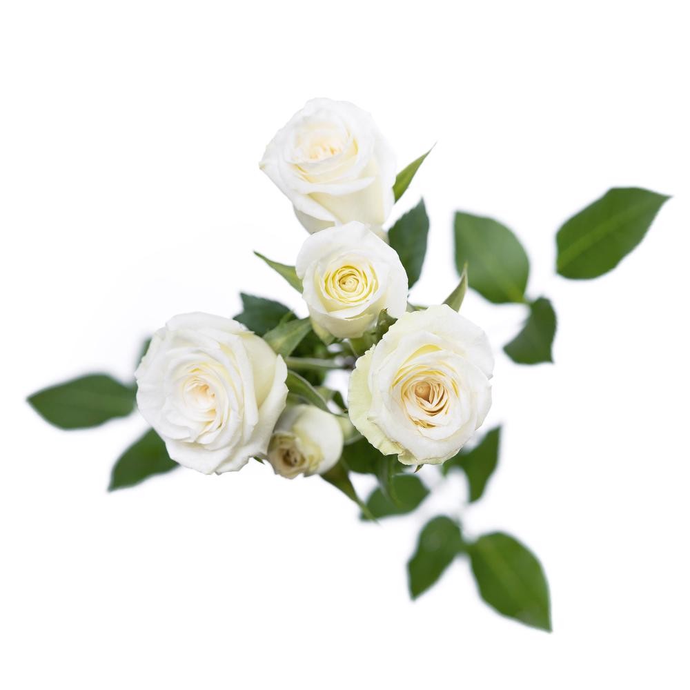 Spray roses Polar Sensation 40 A1 RED LANDS ROSES LTD KE buy wholesale on M-Flowers