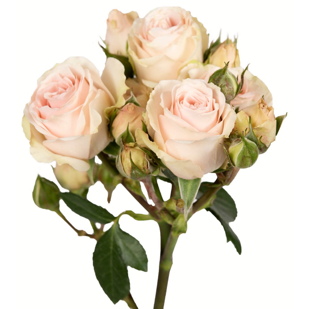 Garden Spray Rose Charming Irishka 40 A1 SIAN ROSES KE buy wholesale on M-Flowers