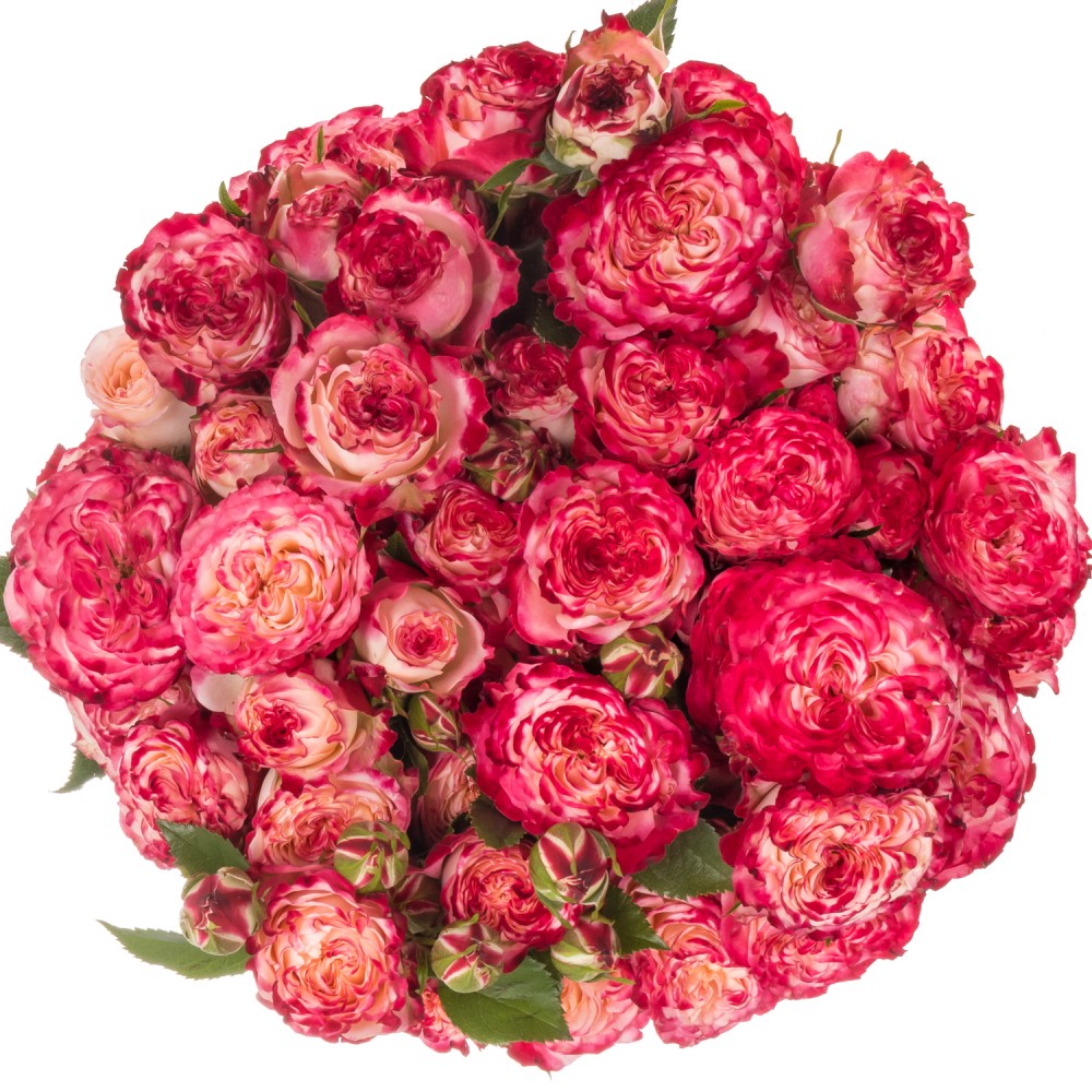 Garden Spray Rose Sunset Magic multicolor 40 A1 Sian Roses Kenya buy wholesale on M-Flowers