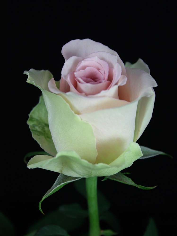Rose Trivia 35 A1 M-FLOWERS KE KE buy wholesale on M-Flowers