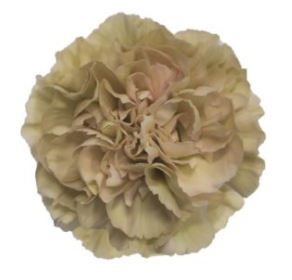Carnation Lege Marron peach 60 A1 Carnation Lege Marron 60 A1 TURFLOR SAS CO купить оптом на M-Flowers