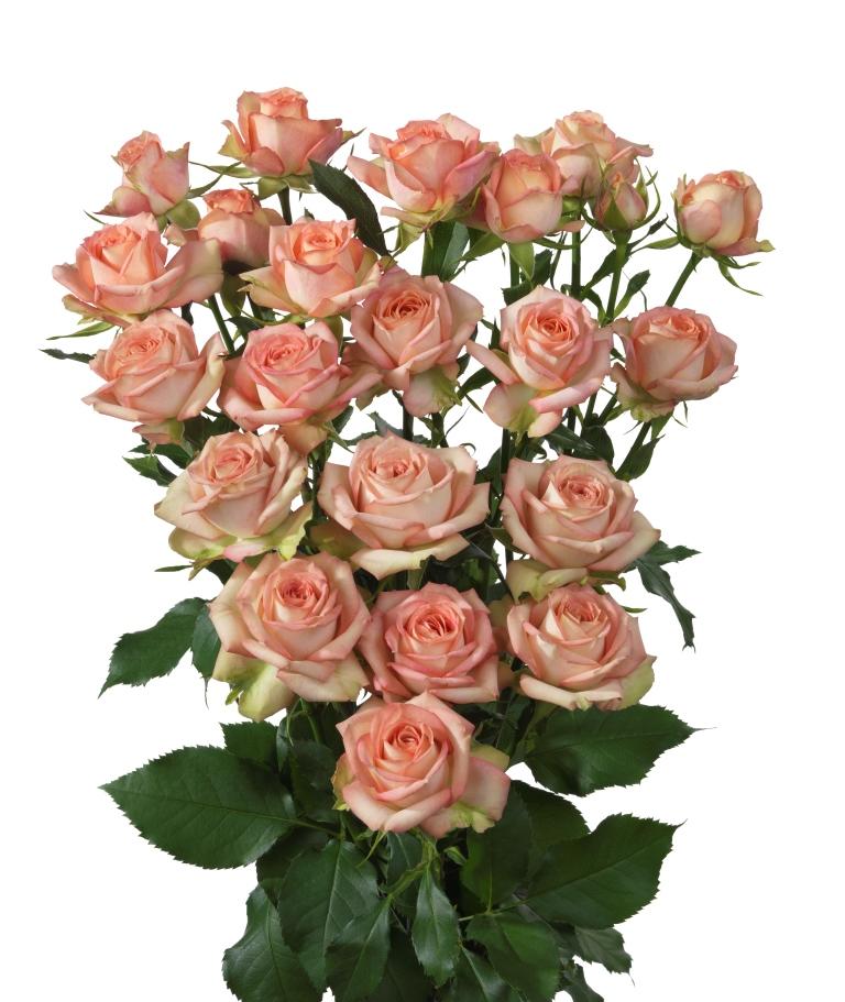 Spray roses Azore 50 A1 KAREN ROSES LTD KE buy wholesale on M-Flowers