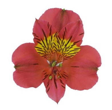 Alstroemeria AMPOSTA red 85 A1 Geoflora Colombia buy wholesale on M-Flowers