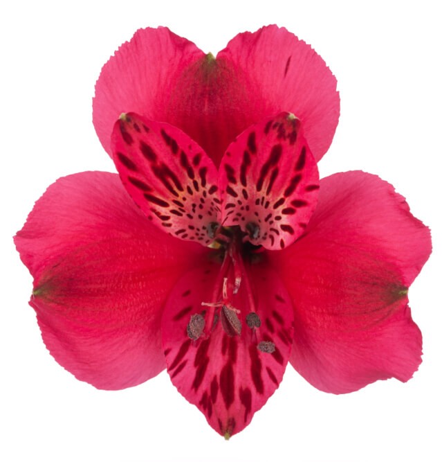 Alstroemeria LUCIA dark-pink 90 A1 QualisA Ecuador купить оптом на M-Flowers