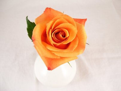 Rose Orange Unique 50 A1 Flower Village EC buy wholesale on M-Flowers