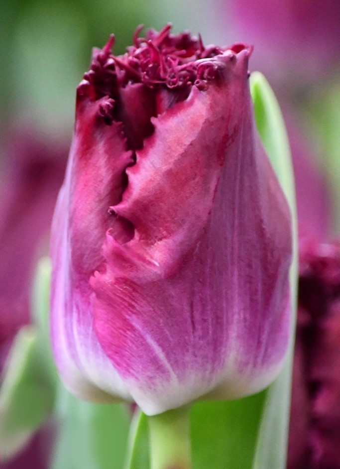 Tulip FR PURPLE CRYSTAL 46 A1 Decorum NL купить оптом на M-Flowers