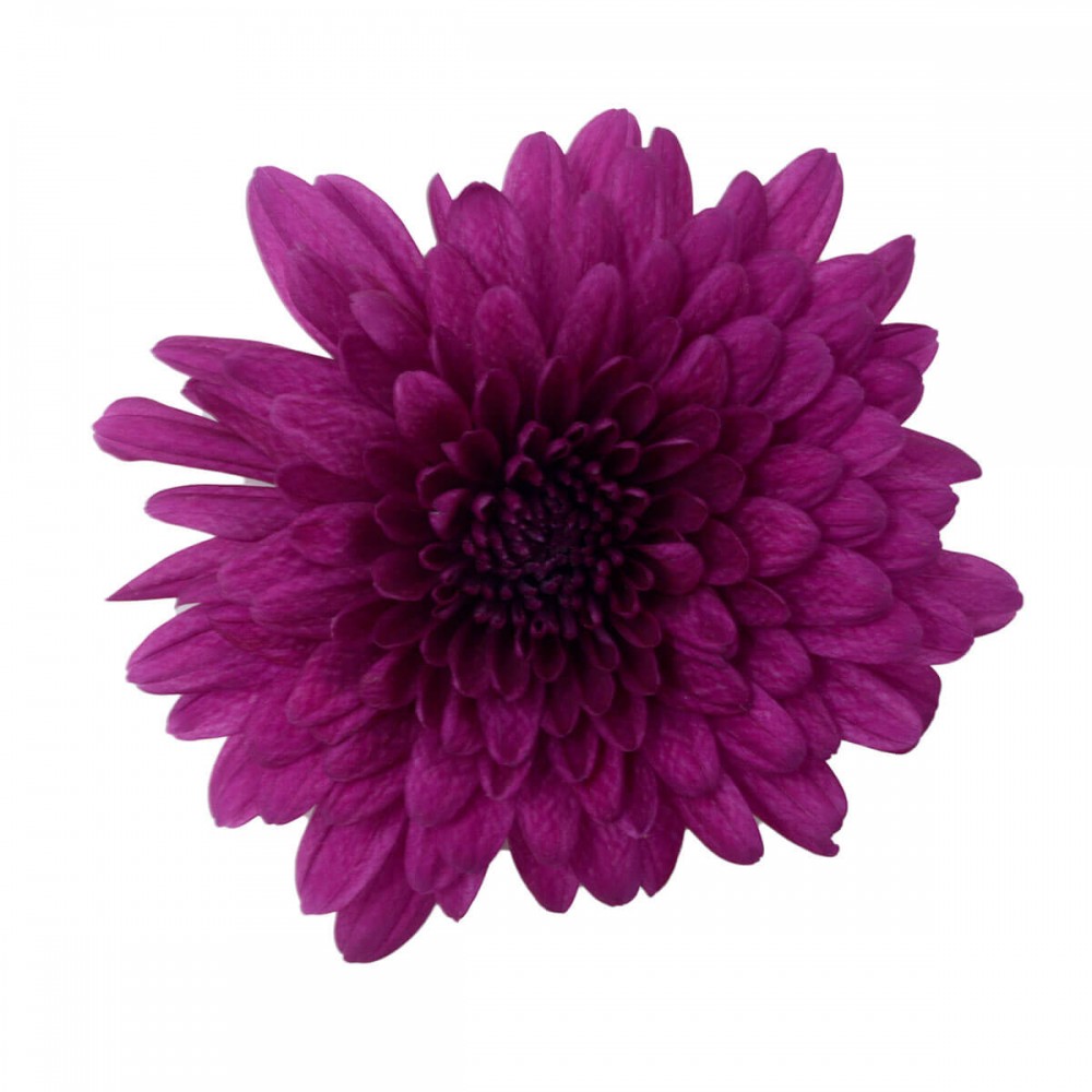 Spray Chrysanthemum Lamira 60 A1 SHALIMAR FLOWERS (KENYA) LTD KE buy wholesale on M-Flowers