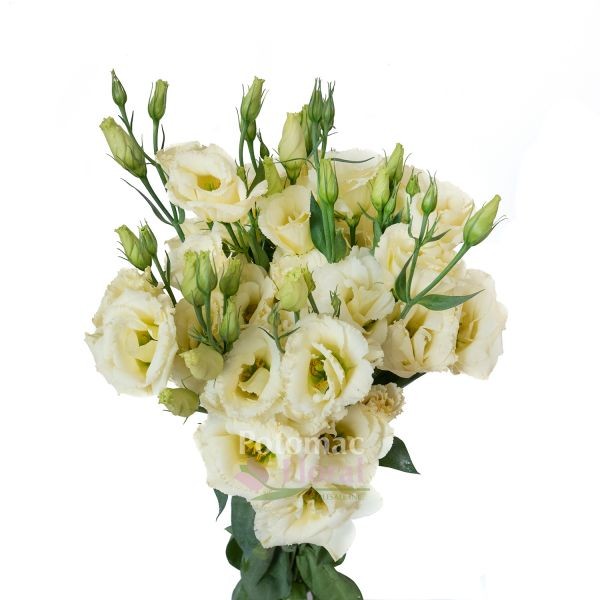 Lisianthus Cream 70 A1 FRESH EXCHANGE FZCO KE buy wholesale on M-Flowers