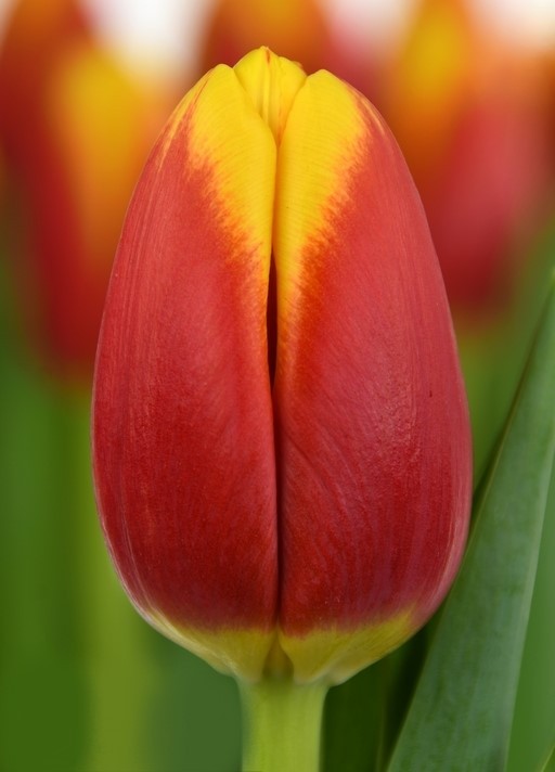 Tulip EN READY 42 A1 Decorum NL buy wholesale on M-Flowers