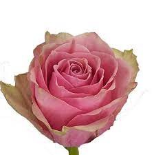 Rose Royal Athena 40 A1 HERITAGE FLOWERS LTD KE comprar al por mayor en M-Flowers