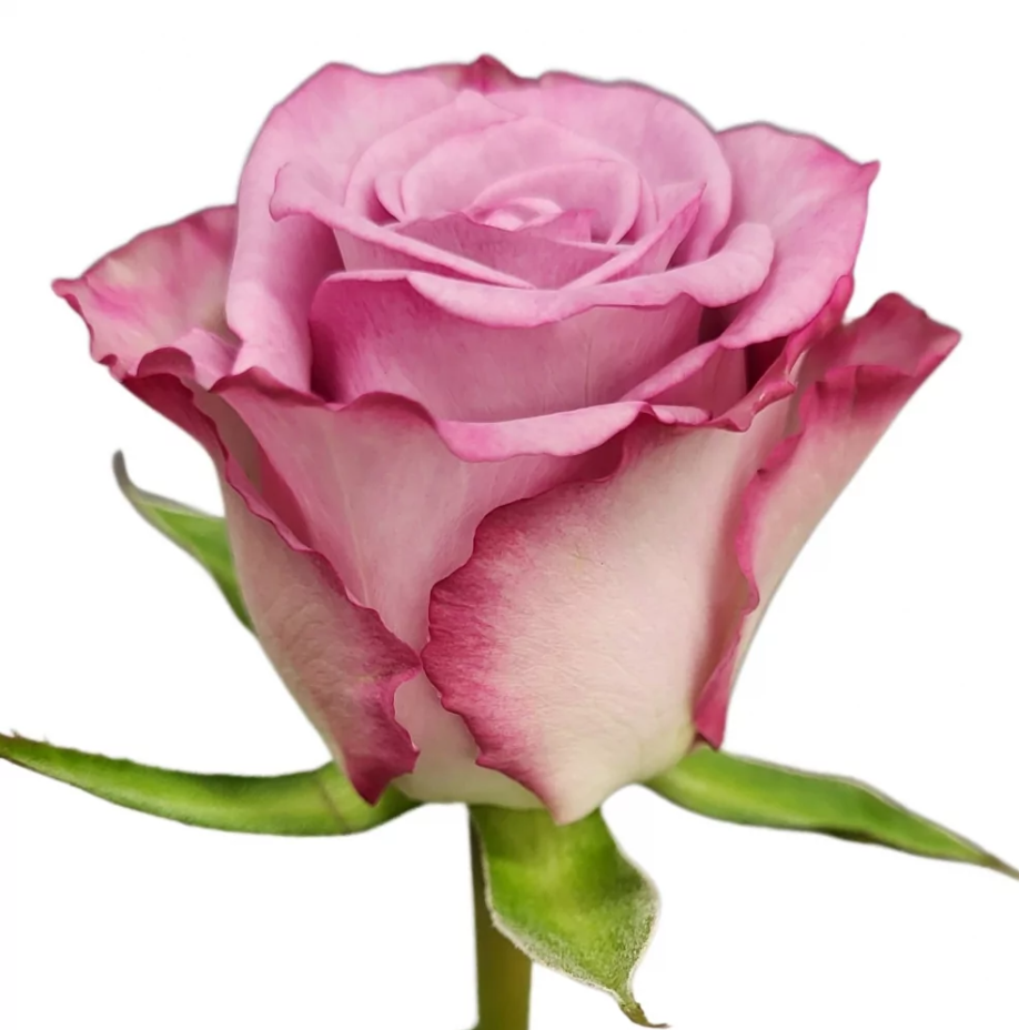 Rose Thriller multicolor 50 A1 Rose Thriller 50 A1 KAREN ROSES LTD KE buy wholesale on M-Flowers
