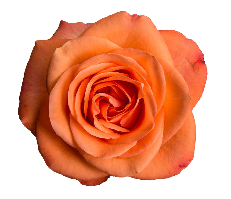 Rose Tropical Amazone orange 40 A1 Karen Roses Kenya buy wholesale on M-Flowers