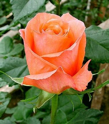 Rose Papaya orange 40 A1 Rose Papaya 40 A1 PALATU FLOWERS SAS EC buy wholesale on M-Flowers