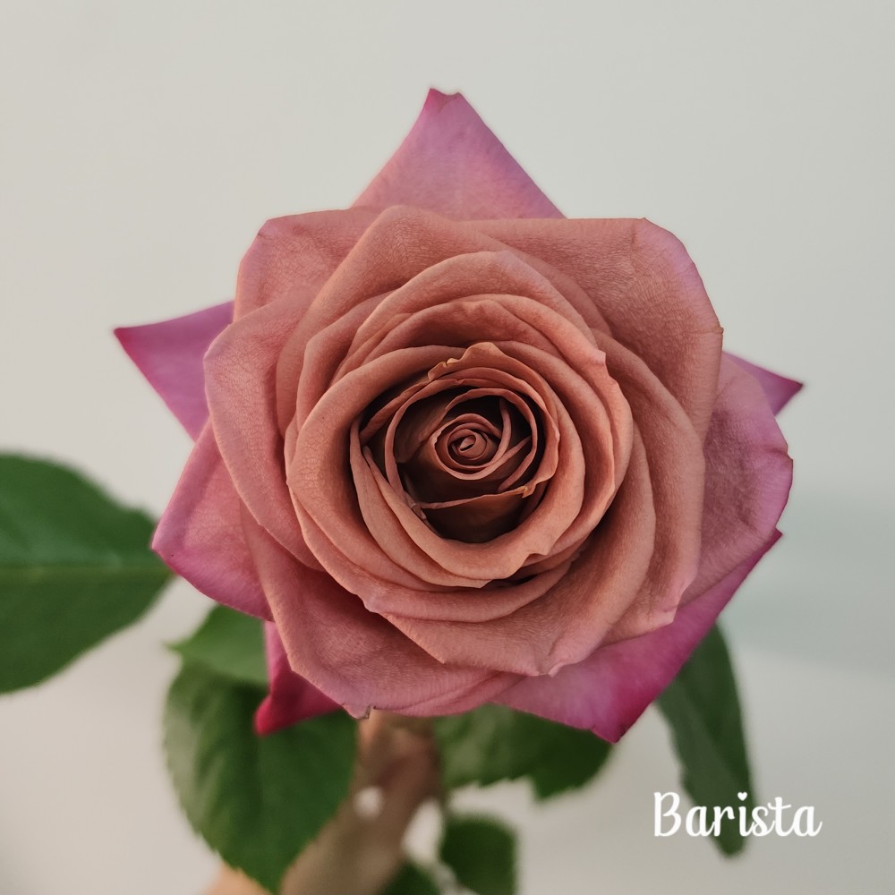 Rose Barista 40 A1 Tierra Verde EC buy wholesale on M-Flowers