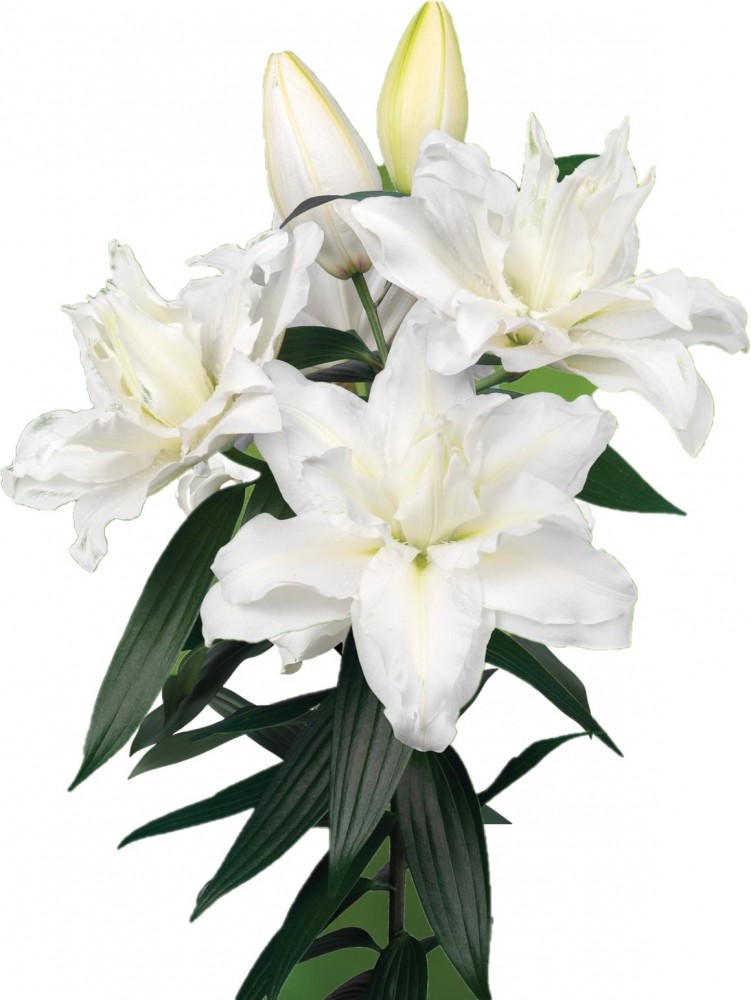 Li Or Du ROSELILY JACINTHA 5+ 90 A1 Decorum NL buy wholesale on M-Flowers