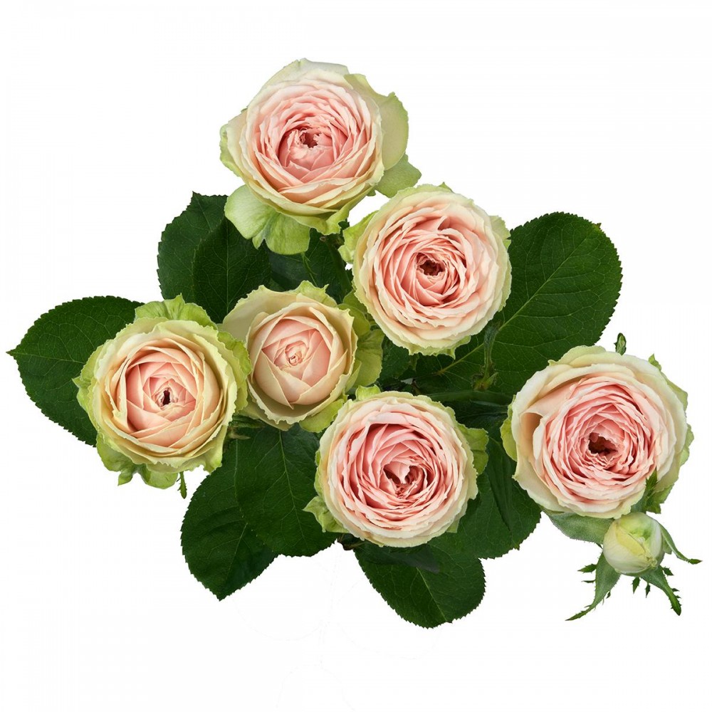 Garden Spray Rose Sweet Giselle 40 A1 WINCHESTER FARM LTD (Mzurie) KE buy wholesale on M-Flowers