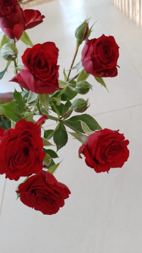 Spray roses Velvet Blossom red 50 A1 GOLDEN TULIP FARMS LTD Kenya buy wholesale on M-Flowers