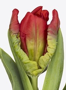 Tulip PA SEADOV PARROT 36 A1 Decorum NL comprar al por mayor en M-Flowers