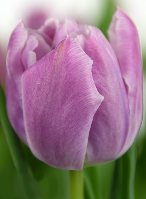 Tulip DU KATINKA 36 A1 Decorum NL buy wholesale on M-Flowers