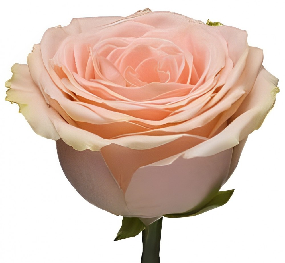 Rose Doris Day 40 A1 GOLDEN TULIP FARMS LIMITED KE купить оптом на M-Flowers