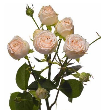 Spray roses Sofie 40 A1 SIAN ROSES KE comprar al por mayor en M-Flowers
