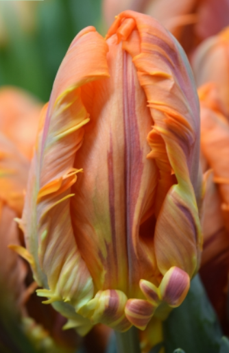 Tulip PA IRENE PARROT 40 A1 Decorum NL купить оптом на M-Flowers