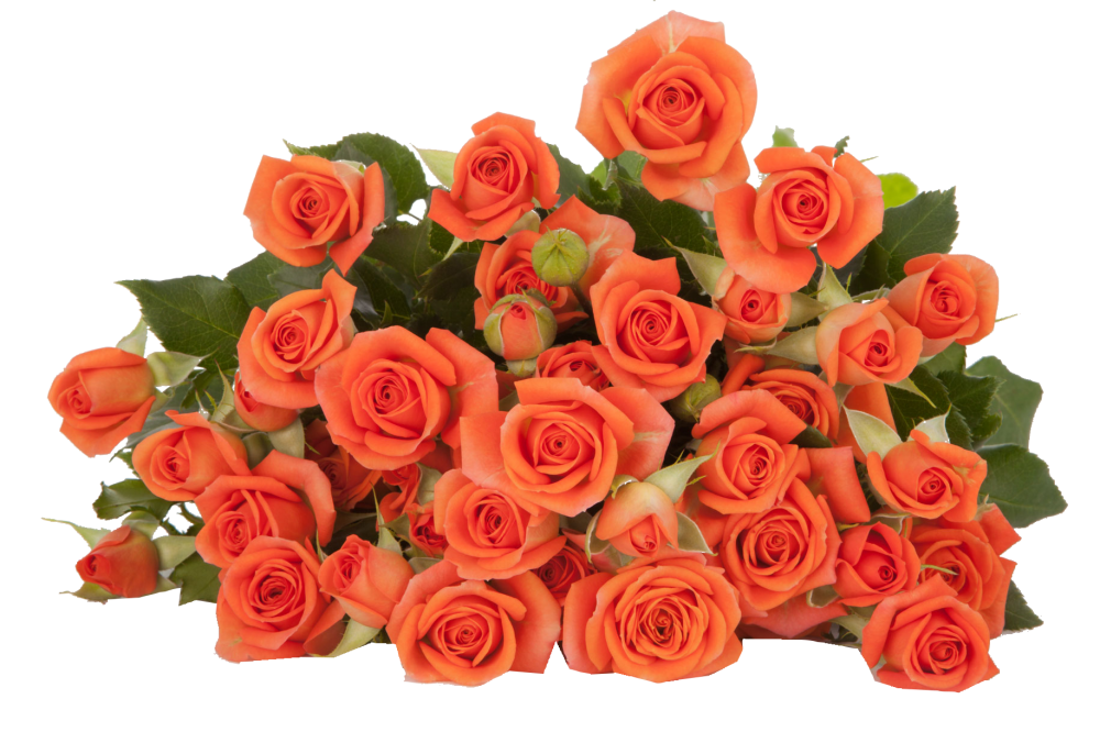 Spray roses Babe orange 50 A1 Karen Roses Kenya comprar al por mayor en M-Flowers