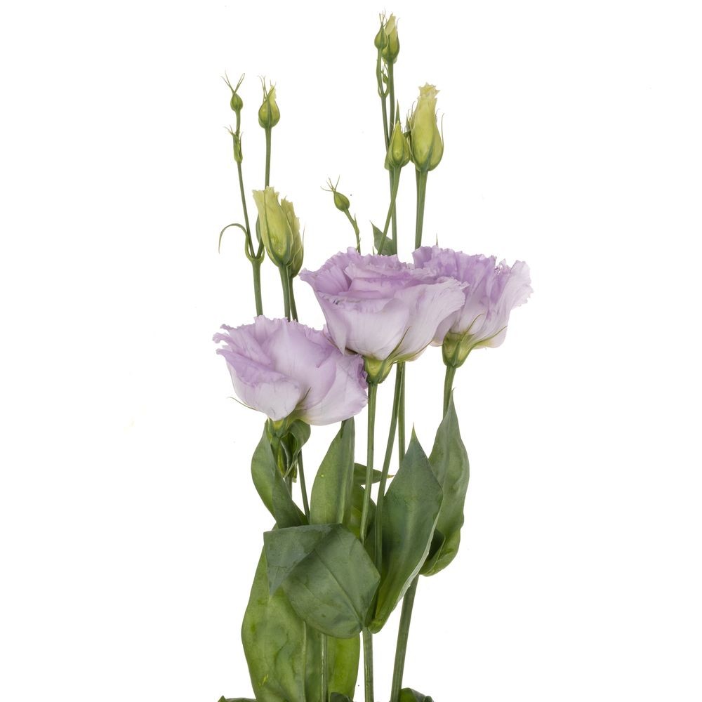 Eustoma Lisanne Lavendel 72 A1 Lugt NL buy wholesale on M-Flowers