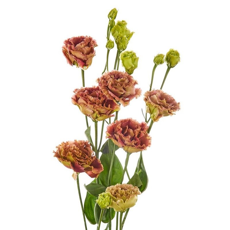 Eustoma Rosanne Light Terracotta brown 72 A1 Eustoma Rosanne Light Terracotta 72 A1 Lugt NL buy wholesale on M-Flowers
