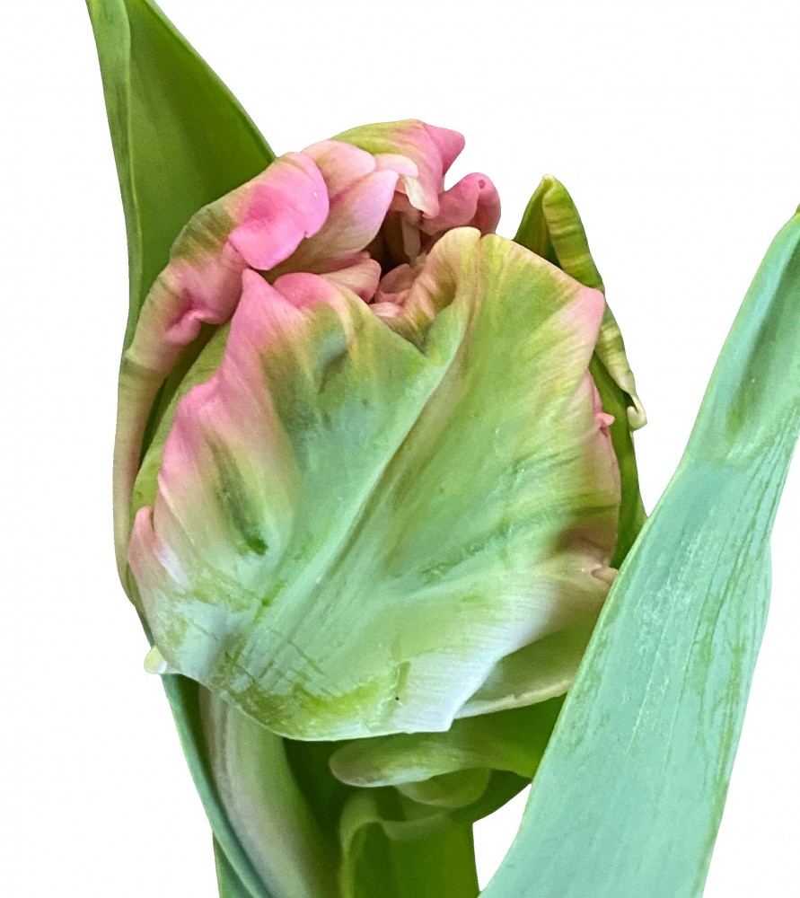 Tulip PA Globe Parrot 34 A1 Decorum NL comprar al por mayor en M-Flowers