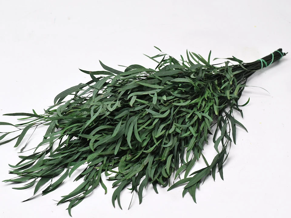 Eucalyptus Nicoly 70 A1 Best Greens NL buy wholesale on M-Flowers