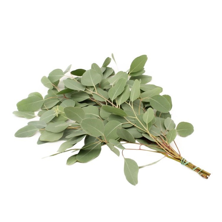 Eucalyptus Populus Blad 70 A1 Best Greens NL buy wholesale on M-Flowers