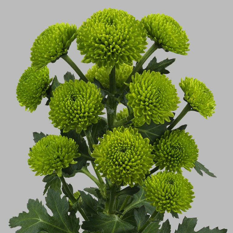 Chr San PEPTALK green 55 A1 Zentoo Netherlands купить оптом на M-Flowers