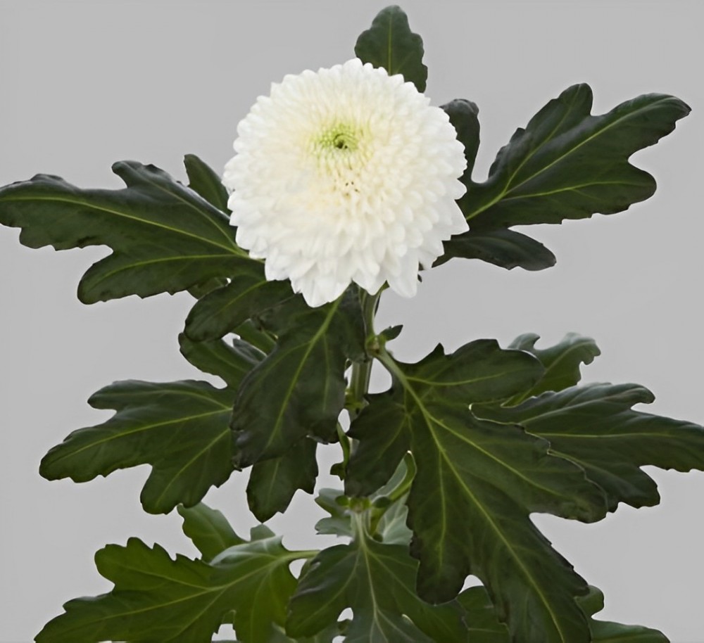 Chr G SUPERBOWL white 70 A1 Zentoo Netherlands buy wholesale on M-Flowers