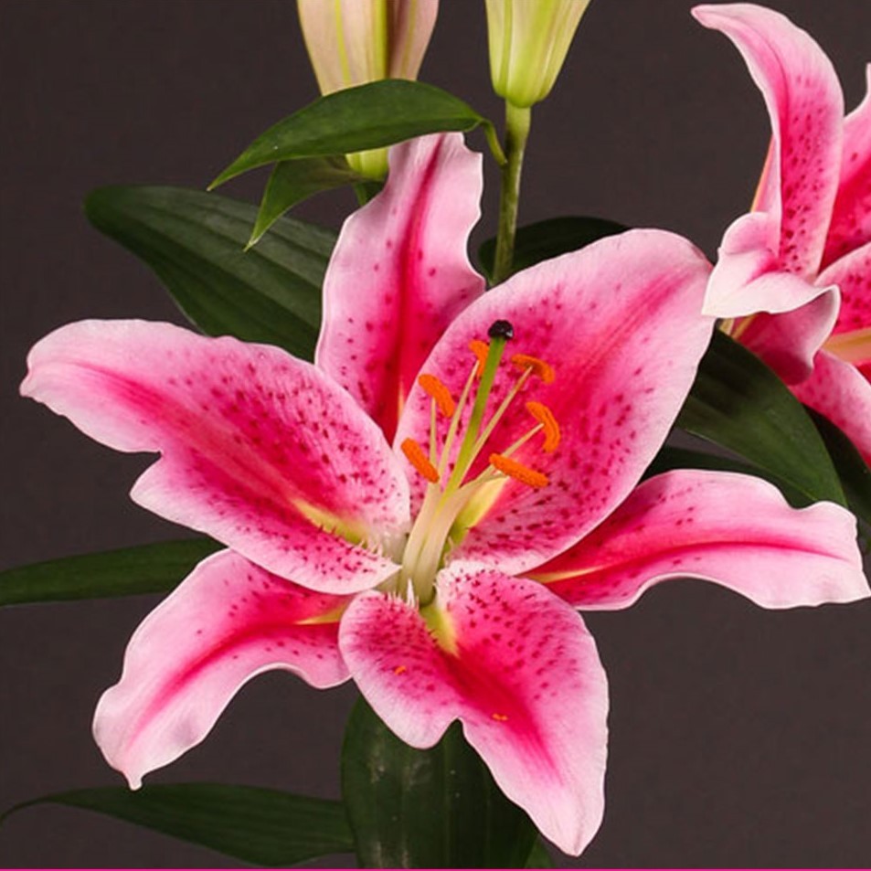 Lilium Or Tiber 2+ 80 A1 GOLDEN TULIP FARMS LIMITED KE buy wholesale on M-Flowers