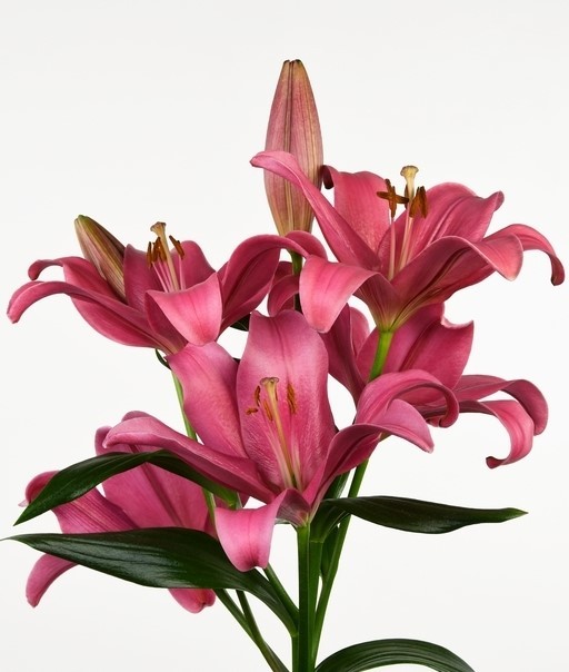 Lilium Indian Summerset 2+ dark-pink 80 A1 GOLDEN TULIP FARMS LTD Kenya buy wholesale on M-Flowers