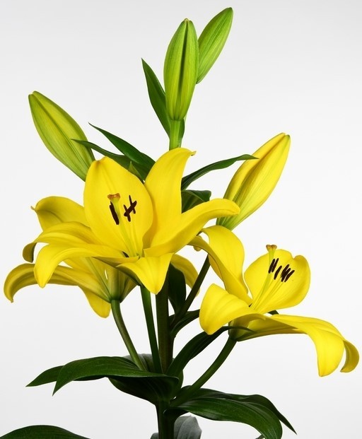 Lilium Pavia 2+ yellow 80 A1 GOLDEN TULIP FARMS LTD Kenya buy wholesale on M-Flowers