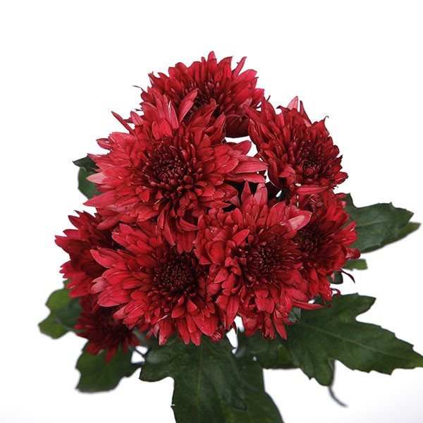 Spray Chrysanthemum Dante Red 70 A1 GOLDEN TULIP FARMS LTD KE buy wholesale on M-Flowers